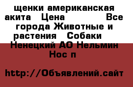 щенки американская акита › Цена ­ 30 000 - Все города Животные и растения » Собаки   . Ненецкий АО,Нельмин Нос п.